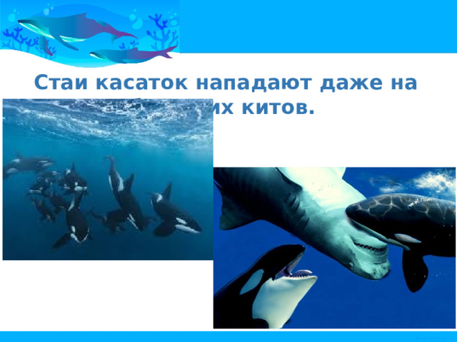 Стаи касаток нападают даже на больших китов. 