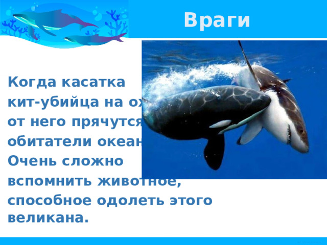 Враги Когда касатка кит-убийца на охоте, от него прячутся все обитатели океана. Очень сложно вспомнить животное, способное одолеть этого великана. 