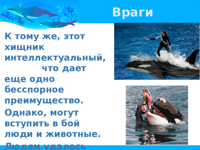 Враги К тому же, этот хищник интеллектуальный, что дает еще одно бесспорное преимущество. Однако, могут вступить в бой люди и животные. Людям удалось приручить морских зверей музыкой. 