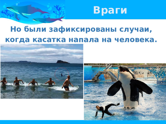 Враги Но были зафиксированы случаи, когда касатка напала на человека. 