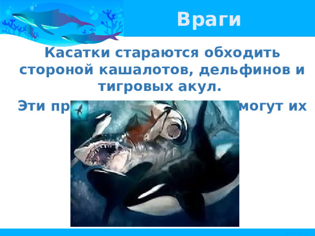 Враги Касатки стараются обходить стороной кашалотов, дельфинов и тигровых акул. Эти представители фауны могут их поранить. 