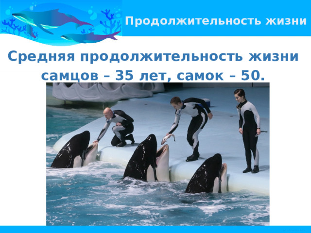 Продолжительность жизни   Средняя продолжительность жизни самцов – 35 лет, самок – 50. 