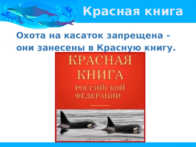 Красная книга Охота на касаток запрещена - они занесены в Красную книгу. 