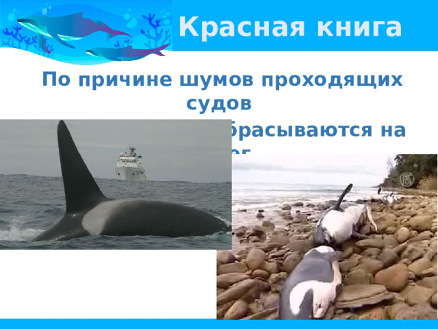 Красная книга По причине шумов проходящих судов киты-убийцы выбрасываются на берег. 