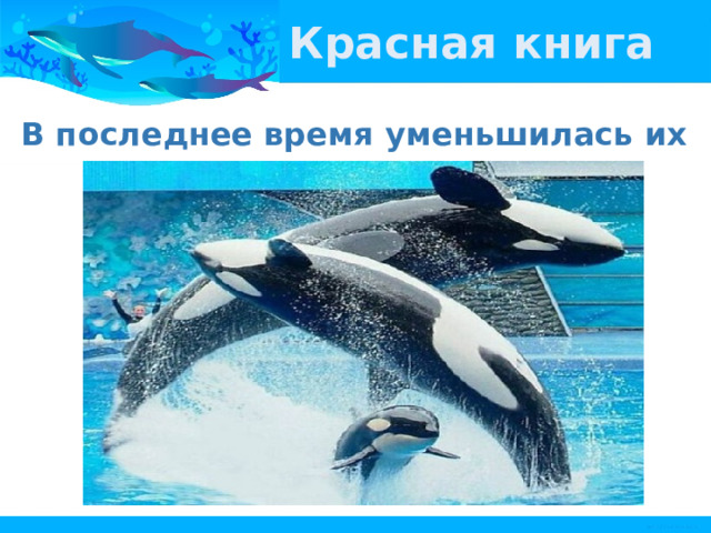 Красная книга В последнее время уменьшилась их популяция. 