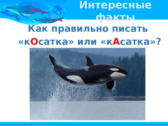 Интересные факты Как правильно писать «к О сатка» или «к А сатка»? 