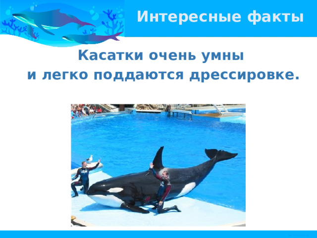Интересные факты Касатки очень умны и легко поддаются дрессировке. 