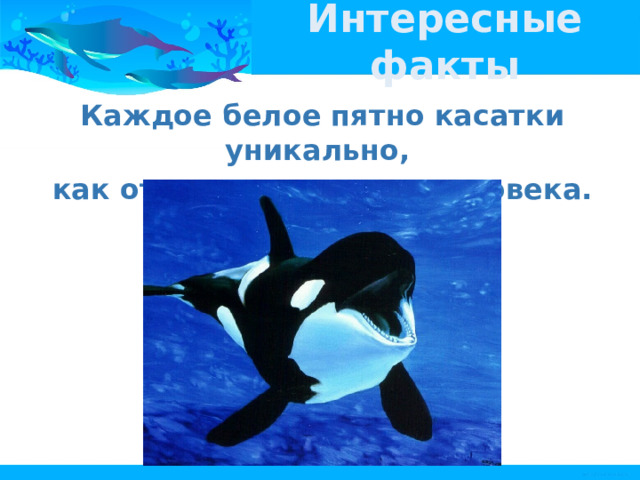 Интересные факты Каждое белое пятно касатки уникально, как отпечаток пальца человека. 