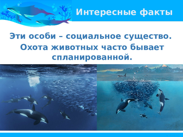 Интересные факты Эти особи – социальное существо. Охота животных часто бывает спланированной. 