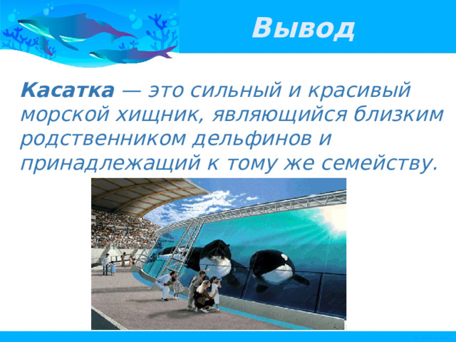 Вывод Касатка — это сильный и красивый морской хищник, являющийся близким родственником дельфинов и принадлежащий к тому же семейству. 