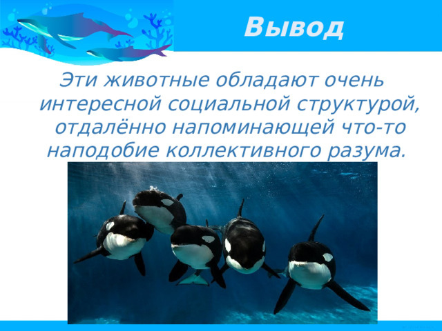 Вывод Эти животные обладают очень интересной социальной структурой, отдалённо напоминающей что-то наподобие коллективного разума. 