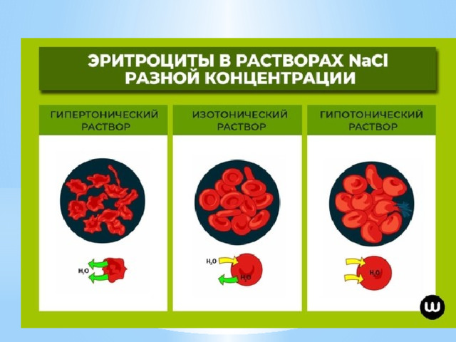 Гипо 2. Эритроциты в гипотоническом растворе. Изотонический гипертонический и гипотонический растворы. Эритроцит крови в гипотоническом растворе. Форма эритроцитов в изотоническом растворе.