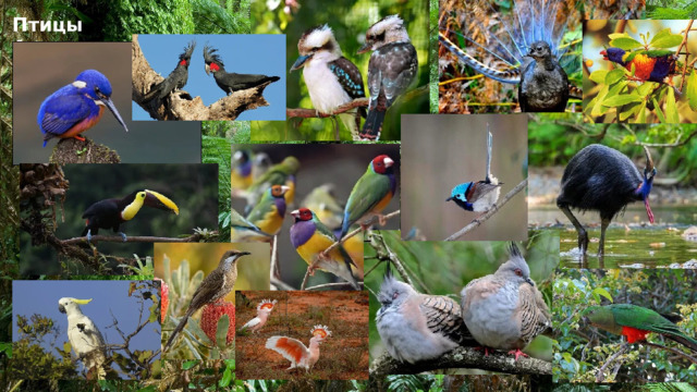 Птицы Австралии 