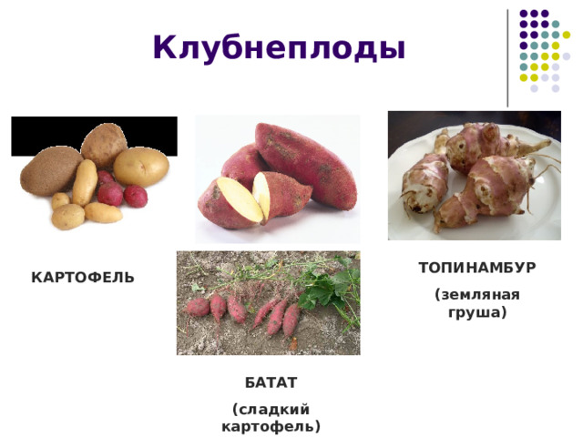 Клубнеплоды ТОПИНАМБУР (земляная груша) КАРТОФЕЛЬ БАТАТ (сладкий картофель) 