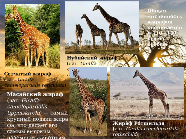 Какой тип характерен для сетчатого жирафа