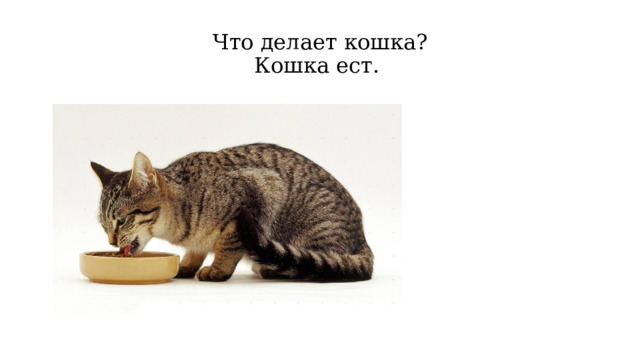 Что делает кошка?  Кошка ест. 