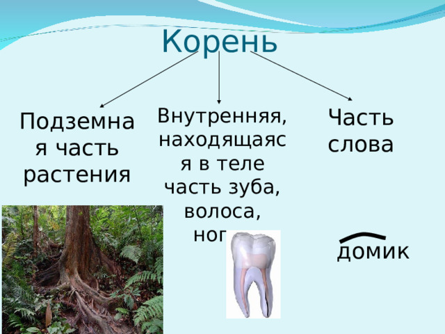 Корень Внутренняя, находящаяся в теле часть зуба, волоса, ногтя Часть слова Подземная часть растения домик  