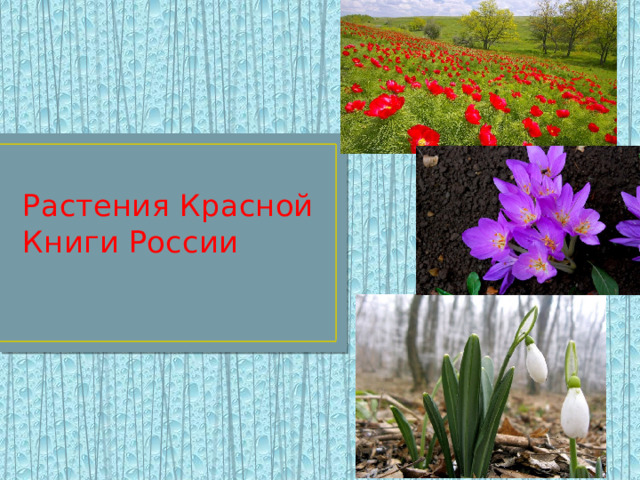 Растения Красной Книги России 