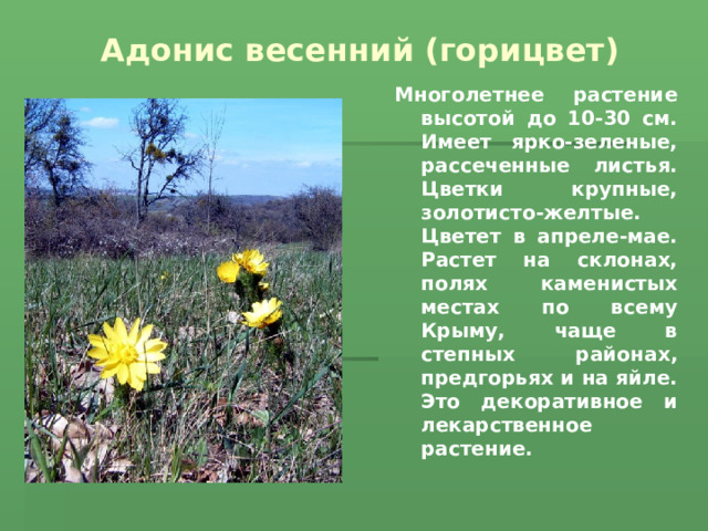 Адонис весенний (горицвет) Многолетнее растение высотой до 10-30 см. Имеет ярко-зеленые, рассеченные листья. Цветки крупные, золотисто-желтые. Цветет в апреле-мае. Растет на склонах, полях каменистых местах по всему Крыму, чаще в степных районах, предгорьях и на яйле. Это декоративное и лекарственное растение. 