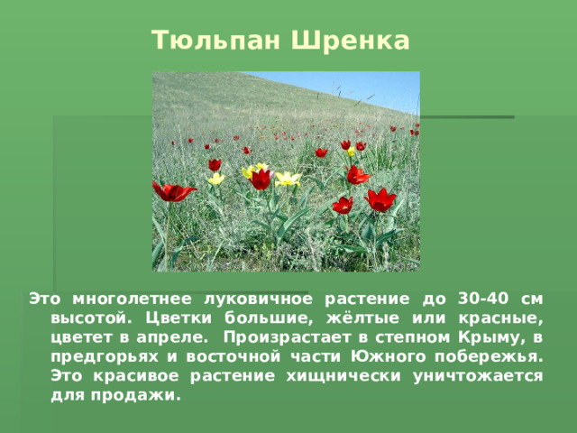 Тюльпан Шренка   Это многолетнее луковичное растение до 30-40 см высотой. Цветки большие, жёлтые или красные, цветет в апреле. Произрастает в степном Крыму, в предгорьях и восточной части Южного побережья. Это красивое растение хищнически уничтожается для продажи. 
