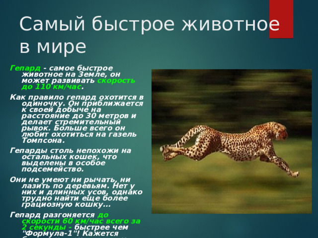 Самый быстрое животное  в мире Гепард - самое быстрое животное на Земле, он может развивать скорость до 110 км/час . Как правило гепард охотится в одиночку. Он приближается к своей добыче на расстояние до 30 метров и делает стремительный рывок. Больше всего он любит охотиться на газель Томпсона. Гепарды столь непохожи на остальных кошек, что выделены в особое подсемейство. Они не умеют ни рычать, ни лазить по деревьям. Нет у них и длинных усов, однако трудно найти еще более грациозную кошку... Гепард разгоняется до скорости 60 км/час всего за 2 секунды - быстрее чем 