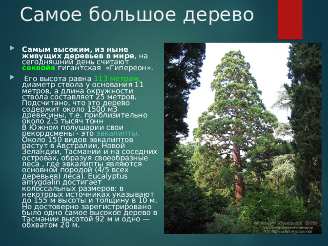 Самое большое дерево Самым высоким, из ныне живущих деревьев в мире , на сегодняшний день считают секвойя гигантская «Гипереон».  Его высота равна 113 метрам, диаметр ствола у основания 11 метров, а длина окружности ствола составляет 25 метров. Подсчитано, что это дерево содержит около 1500 м3 древесины, т.е. приблизительно около 2,5 тысяч тонн  В Южном полушарии свои рекордсмены - это эвкалипты. Около 150 видов эвкалиптов растут в Австралии, Новой Зеландии, Тасмании и на соседних островах, образуя своеобразные леса , где эвкалипты являются основной породой (4/5 всех деревьев) леса). Eucalyptus amygdalin достигает колоссальных размеров: в некоторых источниках указывают до 155 м высоты и толщину в 10 м. Но достоверно зарегистрировано было одно самое высокое дерево в Тасмании высотой 92 м и одно — обхватом 20 м. 