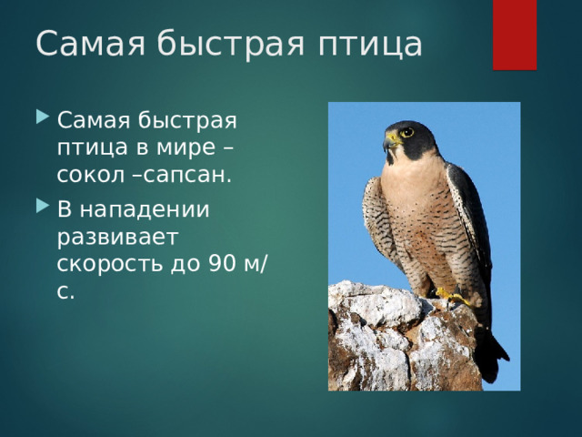 Самая быстрая птица Самая быстрая птица в мире – сокол –сапсан. В нападении развивает скорость до 90 м/с. 