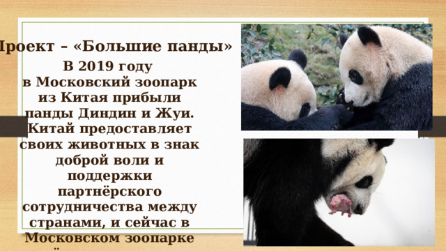 Проект – «Большие панды» В 2019 году в Московский зоопарк из Китая прибыли панды Диндин и Жуи. Китай предоставляет своих животных в знак доброй воли и поддержки партнёрского сотрудничества между странами, и сейчас в Московском зоопарке растёт малышка панда, которая родилась уже в Москве у Диндин и Жуи. 