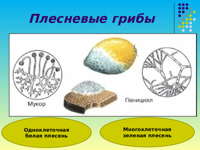 Многоклеточные грибы мукор. Пеницилл группа грибов. Примеры плесневых грибов. Классификация плесневых грибов. Плесневые грибы названия.