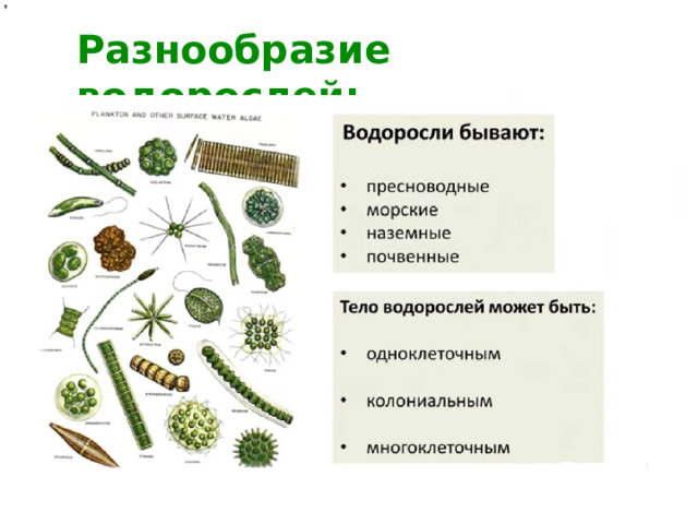 Разнообразие водорослей:   