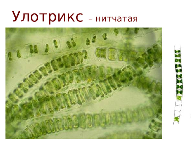 Улотрикс – нитчатая водоросль  