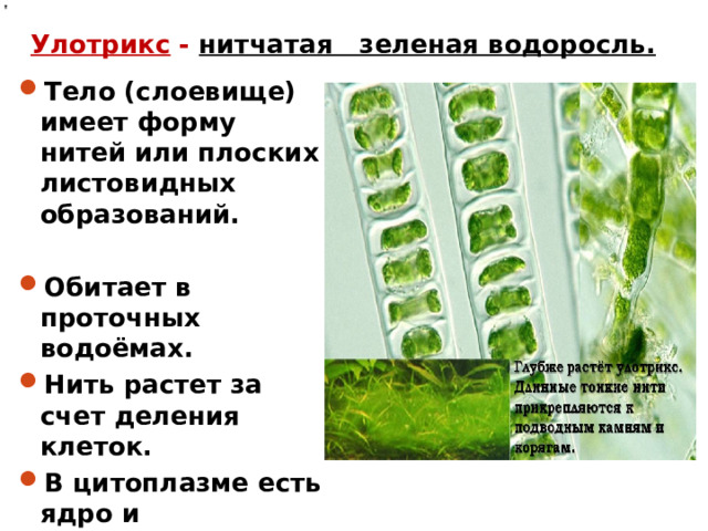 Улотрикс - нитчатая зеленая водоросль. Тело (слоевище) имеет форму нитей или плоских листовидных образований.  Обитает в проточных водоёмах. Нить растет за счет деления клеток. В цитоплазме есть ядро и хроматофор .  