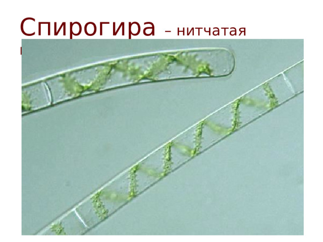 Спирогира – нитчатая водоросль  