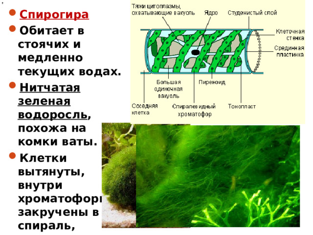 Спирогира  Обитает в стоячих и медленно текущих водах. Нитчатая зеленая водоросль , похожа на комки ваты. Клетки вытянуты, внутри хроматофоры закручены в спираль, покрыты слизью.  