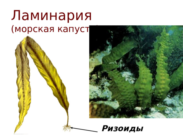 Ламинария  (морская капуста) Ризоиды  