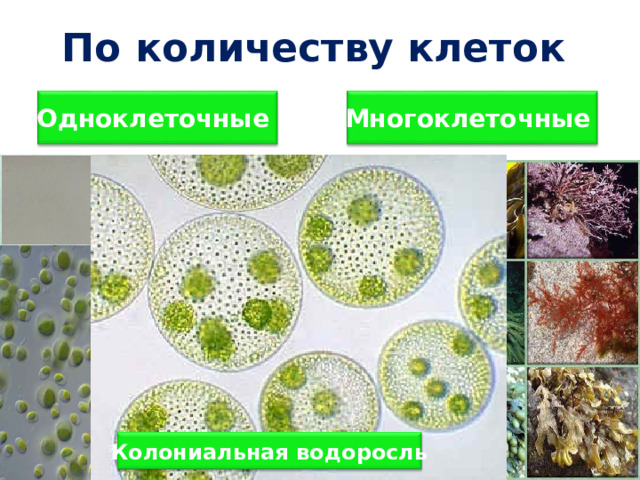По количеству клеток  Одноклеточные Многоклеточные Колониальная водоросль 7 