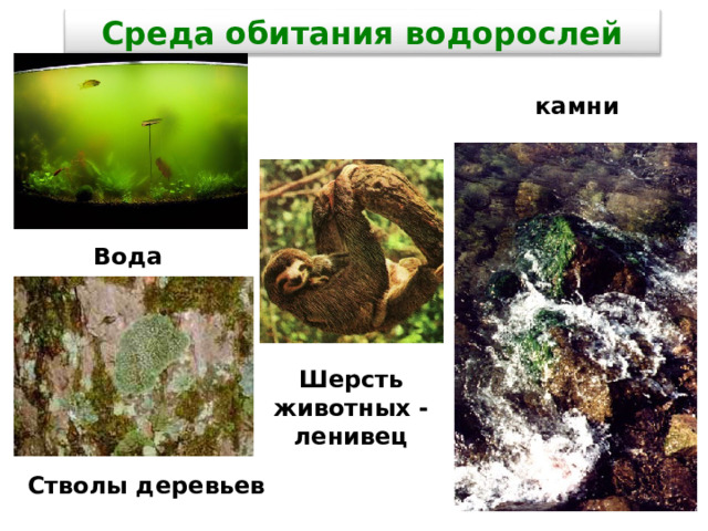 Среда обитания водорослей камни Вода Шерсть животных - ленивец Стволы деревьев 8 
