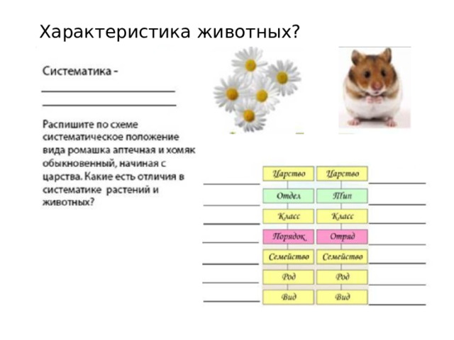 Характеристика животных? 