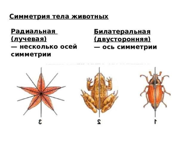 Симметрия тела животных Радиальная (лучевая)  — несколько осей симметрии Билатеральная (двусторонняя)  — ось симметрии 