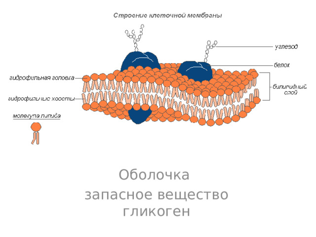 Оболочка запасное вещество гликоген 