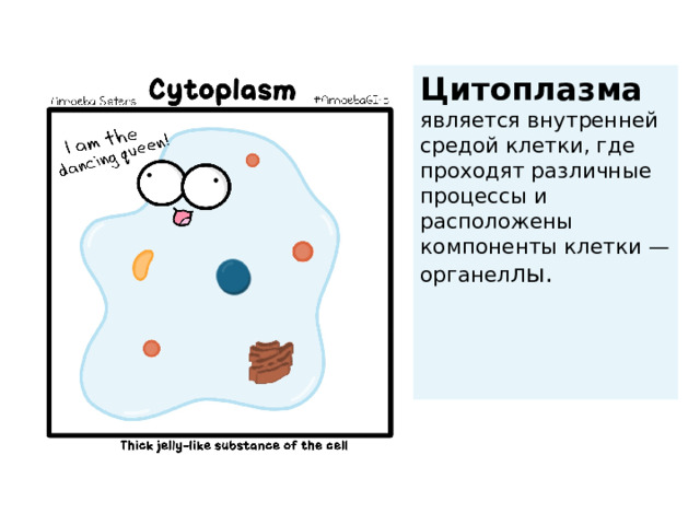 Цитоплазма    является внутренней средой клетки, где проходят различные процессы и расположены компоненты клетки — органел лы.   