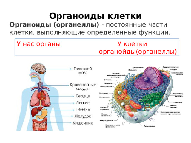 Органоиды клетки Органоиды (органеллы) - постоянные части клетки, выполняющие определенные функции. У нас органы У клетки  органойды(органеллы) 