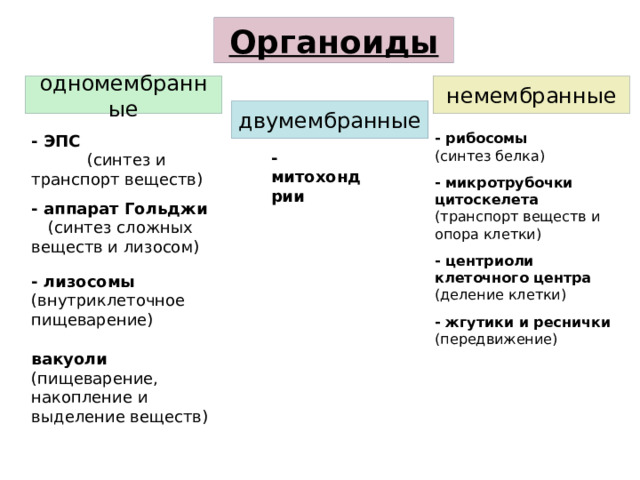 Органоиды немембранные одномембранные двумембранные - рибосомы (синтез белка) - микротрубочки цитоскелета (транспорт веществ и опора клетки) - центриоли клеточного центра (деление клетки) - жгутики и реснички (передвижение) - ЭПС (синтез и транспорт веществ) - аппарат Гольджи (синтез сложных веществ и лизосом) - лизосомы (внутриклеточное пищеварение) вакуоли (пищеварение, накопление и выделение веществ) -митохондрии 