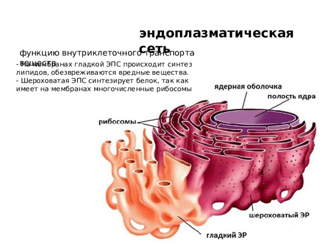 эндоплазматическая сеть функцию внутриклеточного транспорта веществ - На мембранах гладкой ЭПС происходит синтез липидов, обезвреживаются вредные вещества. - Шероховатая ЭПС синтезирует белок, так как имеет на мембранах многочисленные рибосомы 