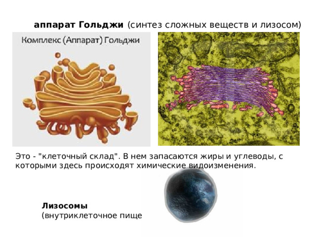 аппарат Гольджи (синтез сложных веществ и лизосом) Это - 