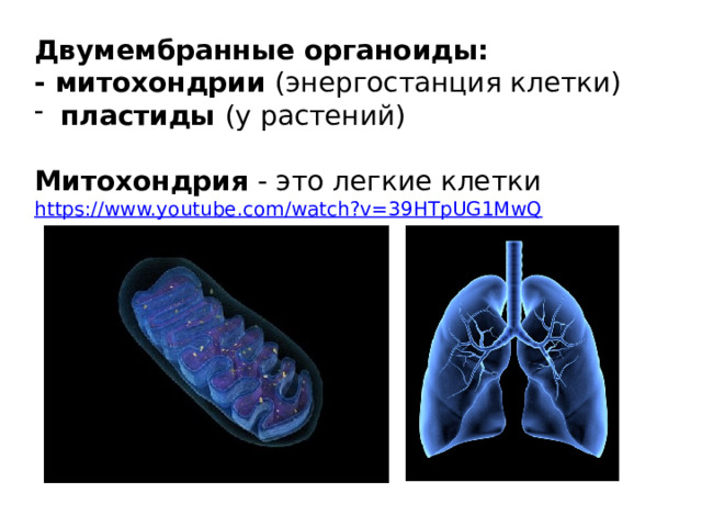 Двумембранные органоиды: - митохондрии (энергостанция клетки)  пластиды (у растений) Митохондрия - это легкие клетки https://www.youtube.com/watch?v=39HTpUG1MwQ 