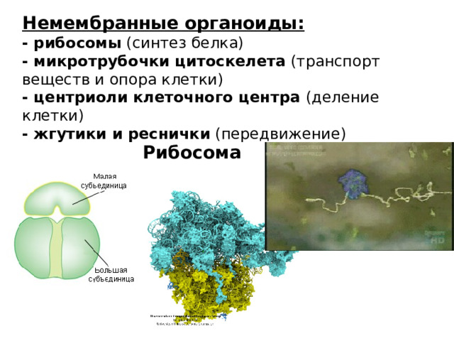 Немембранные органоиды: - рибосомы (синтез белка) - микротрубочки цитоскелета (транспорт веществ и опора клетки) - центриоли клеточного центра (деление клетки) - жгутики и реснички (передвижение) Рибосома 