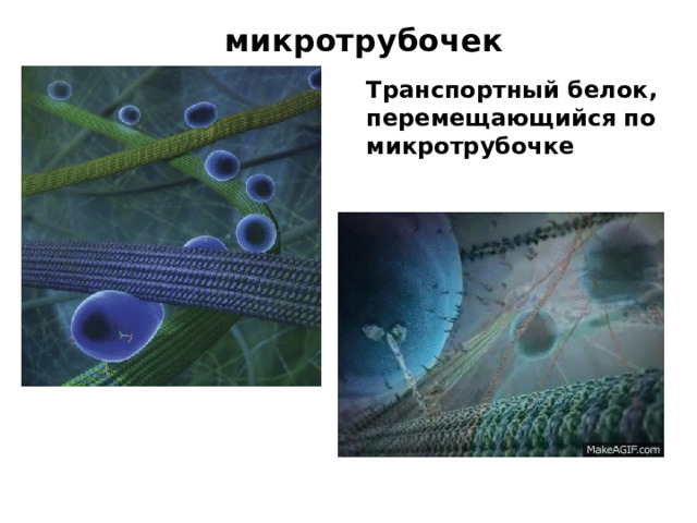микротрубочек Транспортный белок, перемещающийся по микротрубочке 