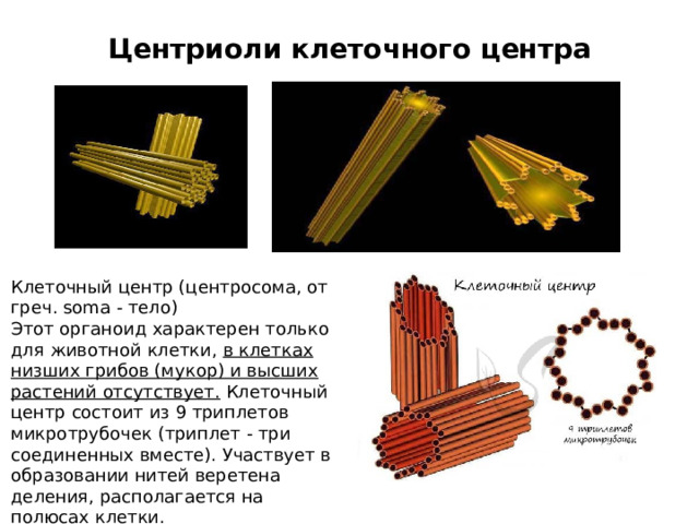 Центриоли клеточного центра Клеточный центр (центросома, от греч. soma - тело) Этот органоид характерен только для животной клетки, в клетках низших грибов (мукор) и высших растений отсутствует. Клеточный центр состоит из 9 триплетов микротрубочек (триплет - три соединенных вместе). Участвует в образовании нитей веретена деления, располагается на полюсах клетки. 