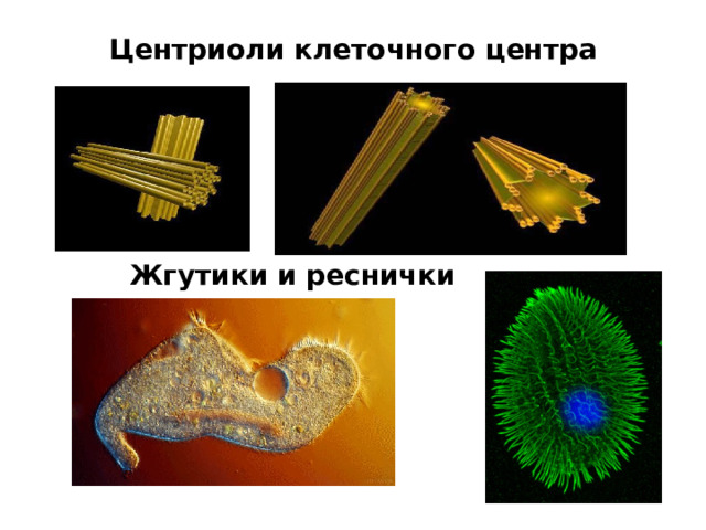Центриоли клеточного центра Жгутики и реснички 